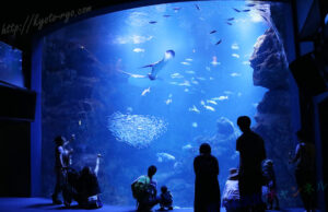 京都水族館チャンネル