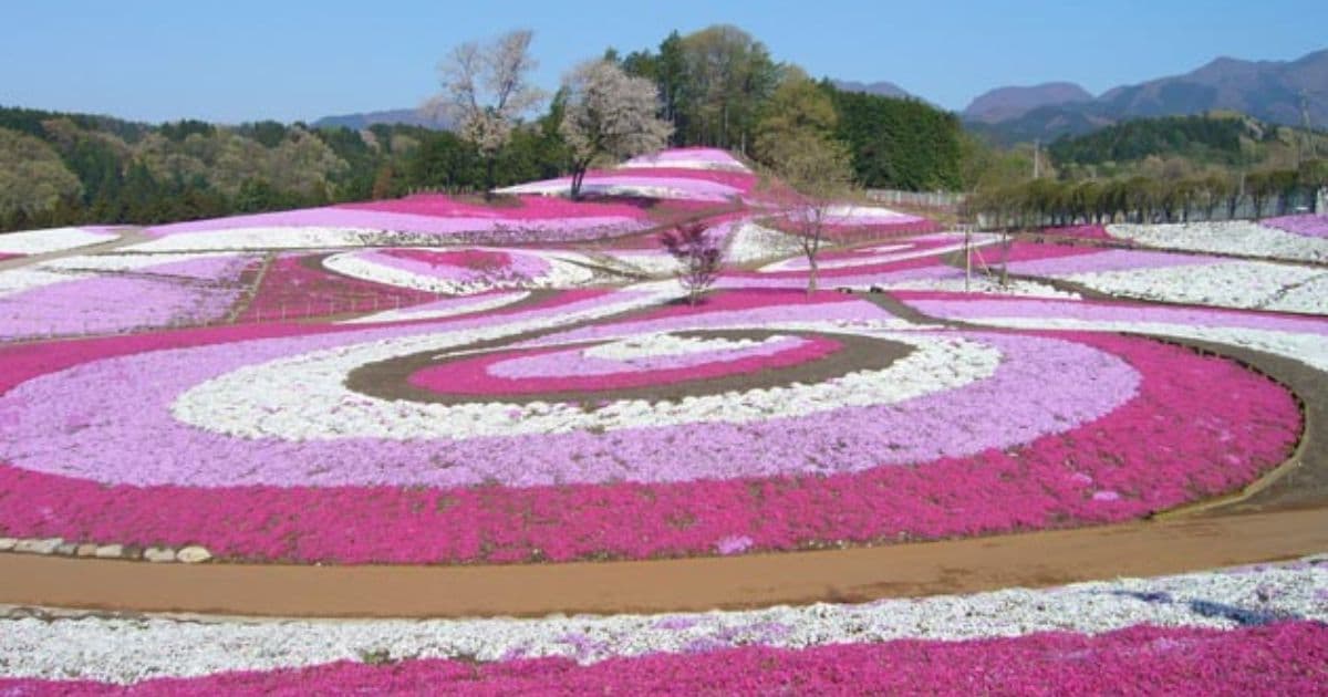 みさと芝桜公園