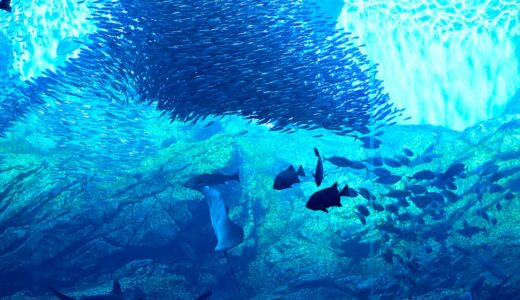 東京にあるおすすめの水族館12選！クラゲやペンギンが楽しめるデート＆近郊スポットも紹介