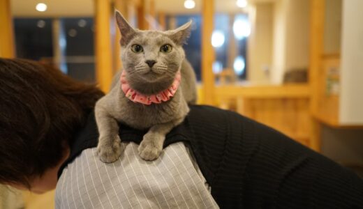 【大阪・心斎橋】人懐っこい猫たちと癒しの時間を——猫カフェ「Cat tail」の魅力とは