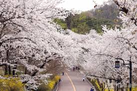 ソウル　桜