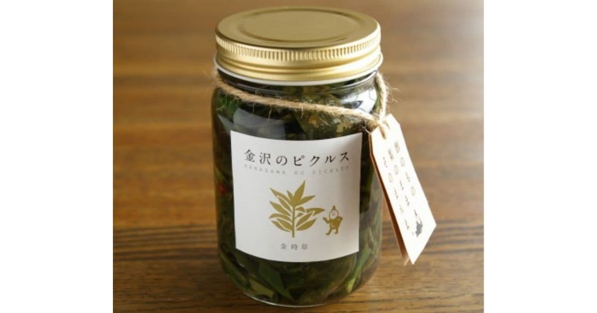 金時草