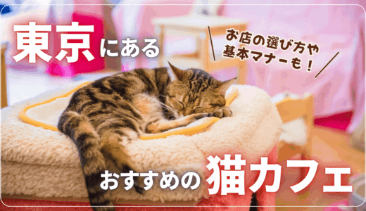 東京にあるおすすめの猫カフェ🐈服装のルールや過ごし方、都会での保護猫との出会いも紹介