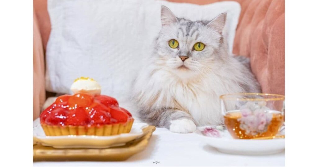 保護猫サロン&カフェCAT LIVING