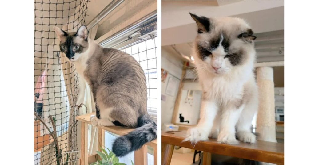 秘密基地Cat Cafe Cateriam