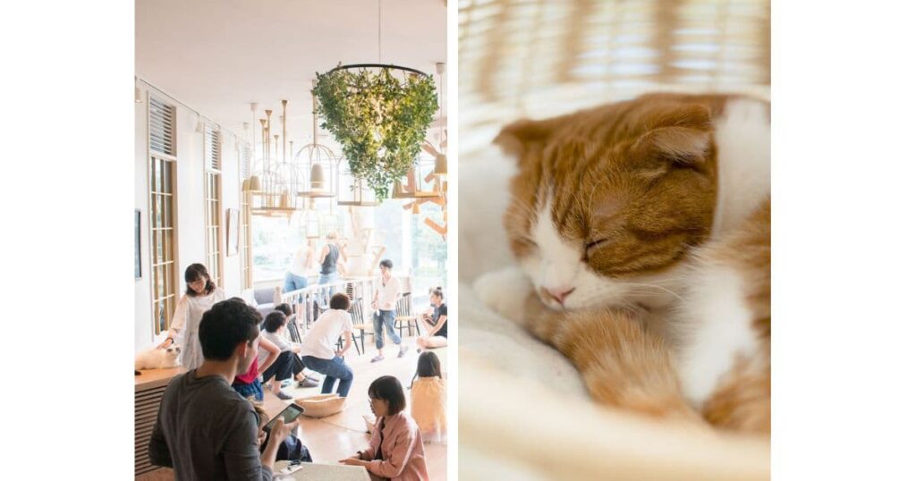 猫カフェMOCHA 原宿店