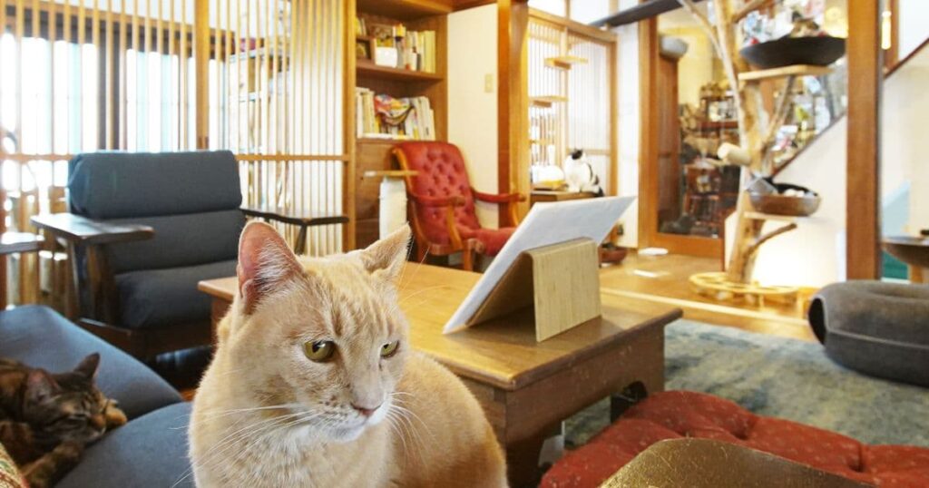 保護猫カフェ NECOT COFFEE HOUSE