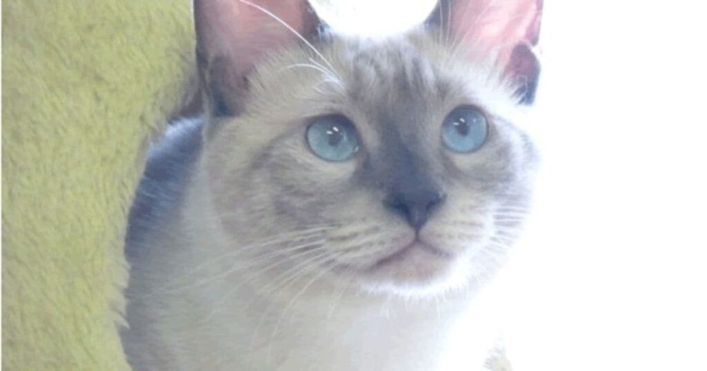 保護猫カフェ 浅草ねこ園