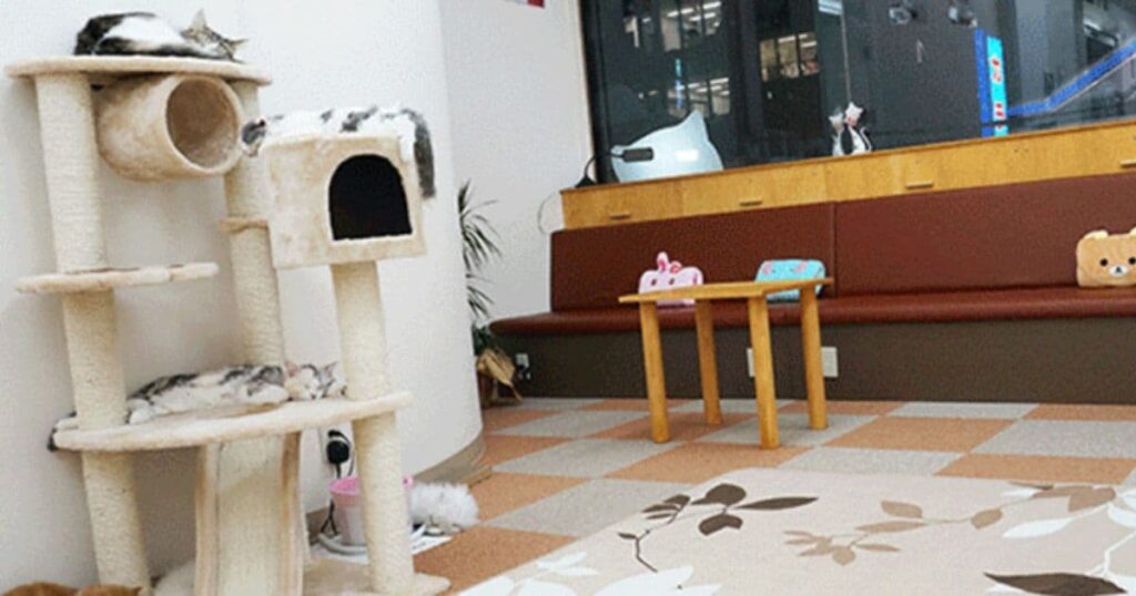 cat cafe にゃんこと