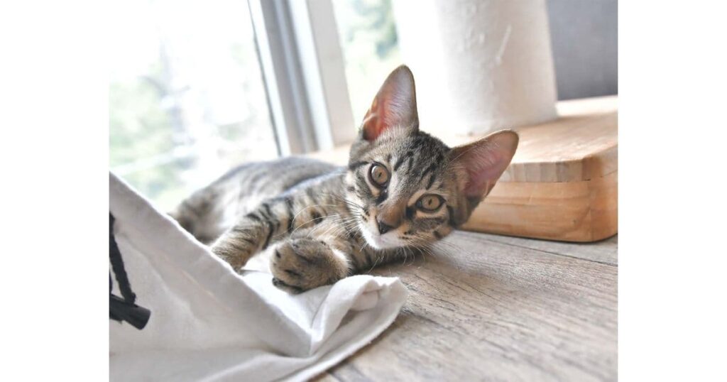 保護猫カフェ 駒猫