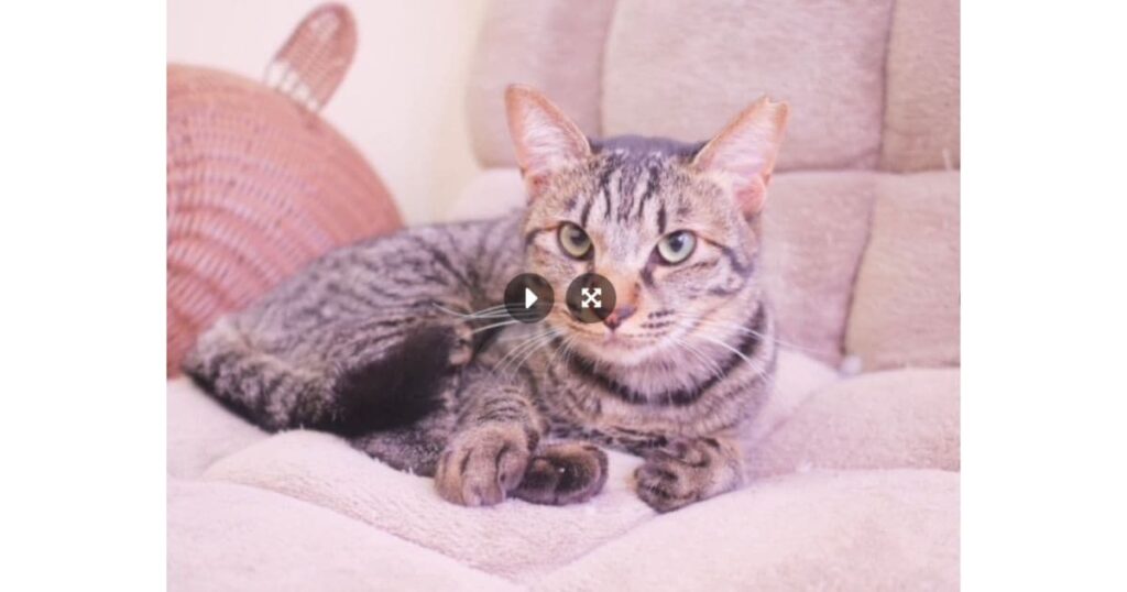 保護猫カフェ ミャゴラーレ