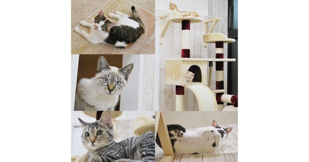 猫カフェにゃんくる 蒲田店