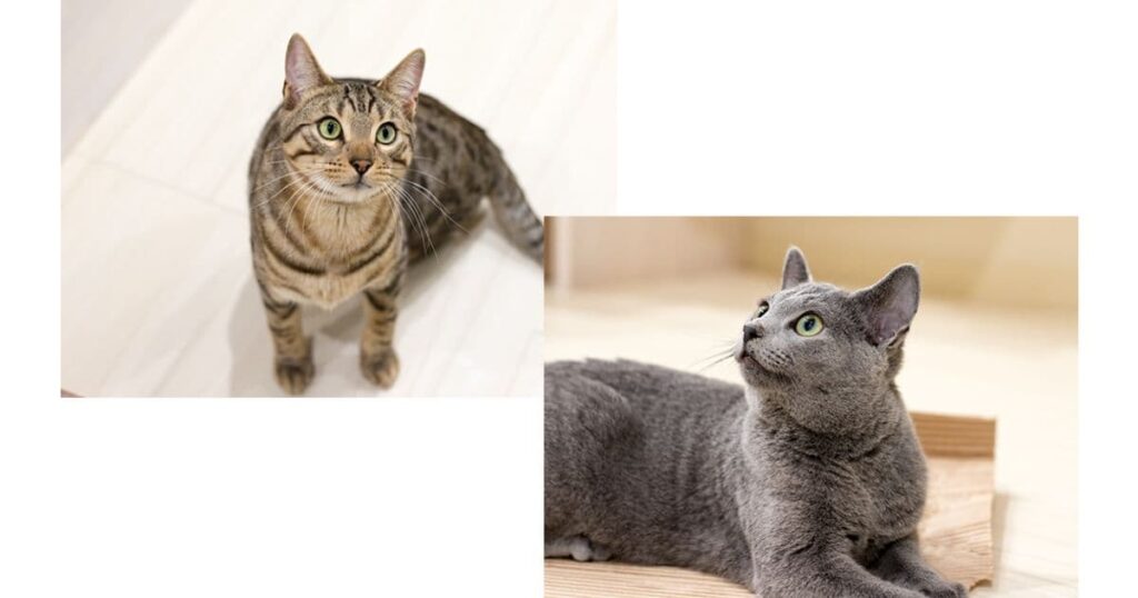 猫カフェ リプミィ