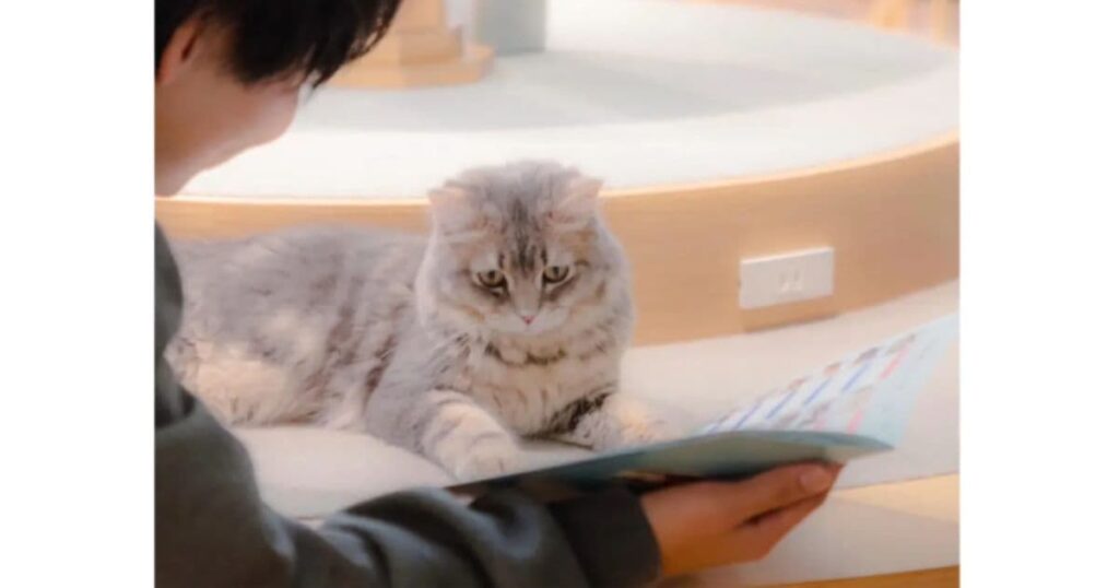 猫カフェで守りたい！基本ルールとマナー