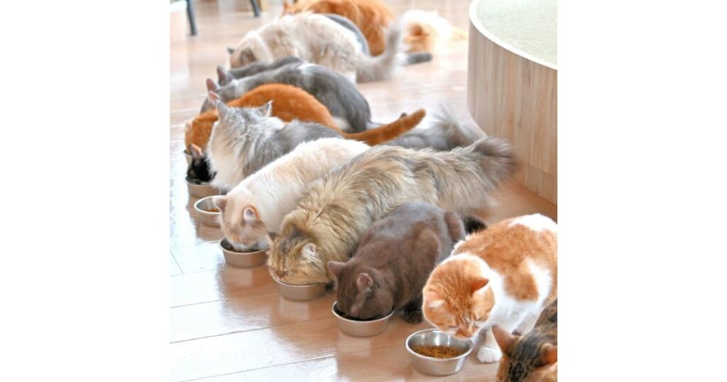 猫の種類で選ぶ
