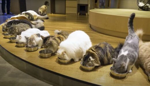 東京にあるおすすめの猫カフェ🐈服装のルールや過ごし方、都会での保護猫との出会いも紹介