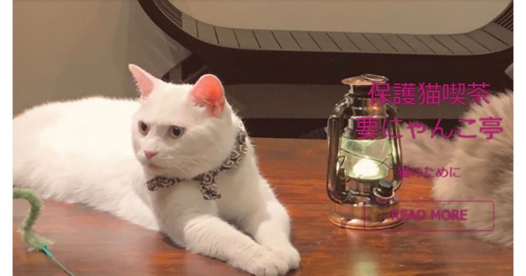 保護猫喫茶 要にゃんこ亭
