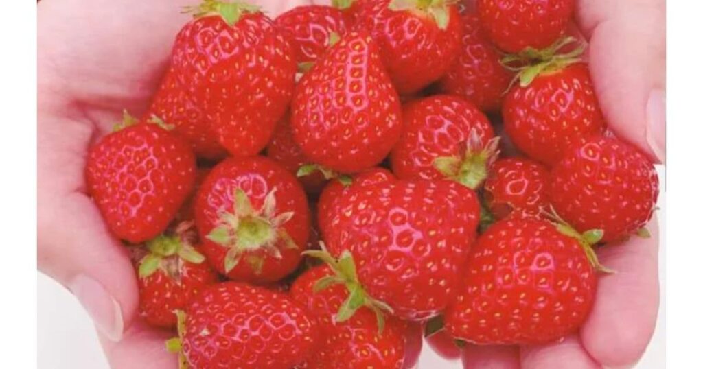 MIGAKI FARM（亘理郡山元町）