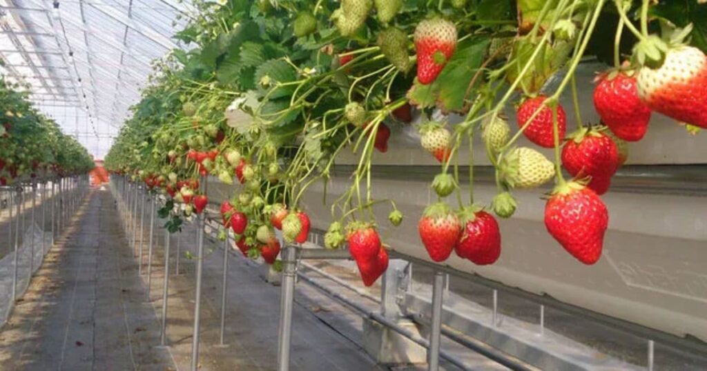 山元いちご農園（亘理郡山元町）