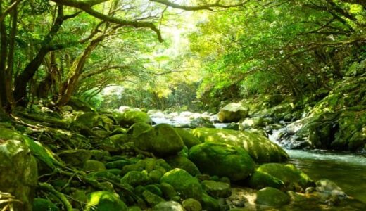 屋久島観光のベストシーズンはいつ？おすすめの時期や気候・服装・注意点も紹介