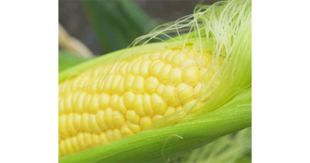 道の駅とよとみ（中央市）